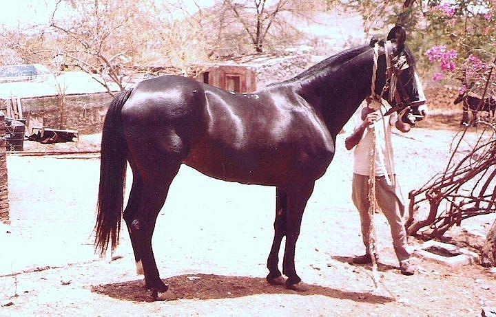 Sultan