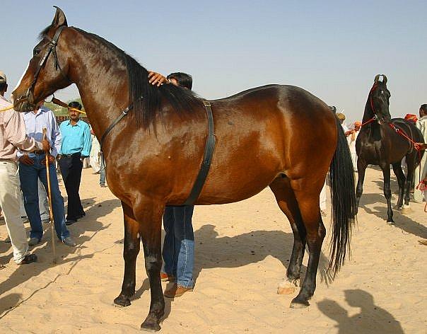 mother of Dilbagh (mare Gajgamini)2