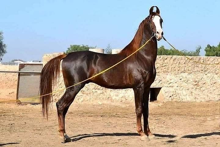 PRABHAT